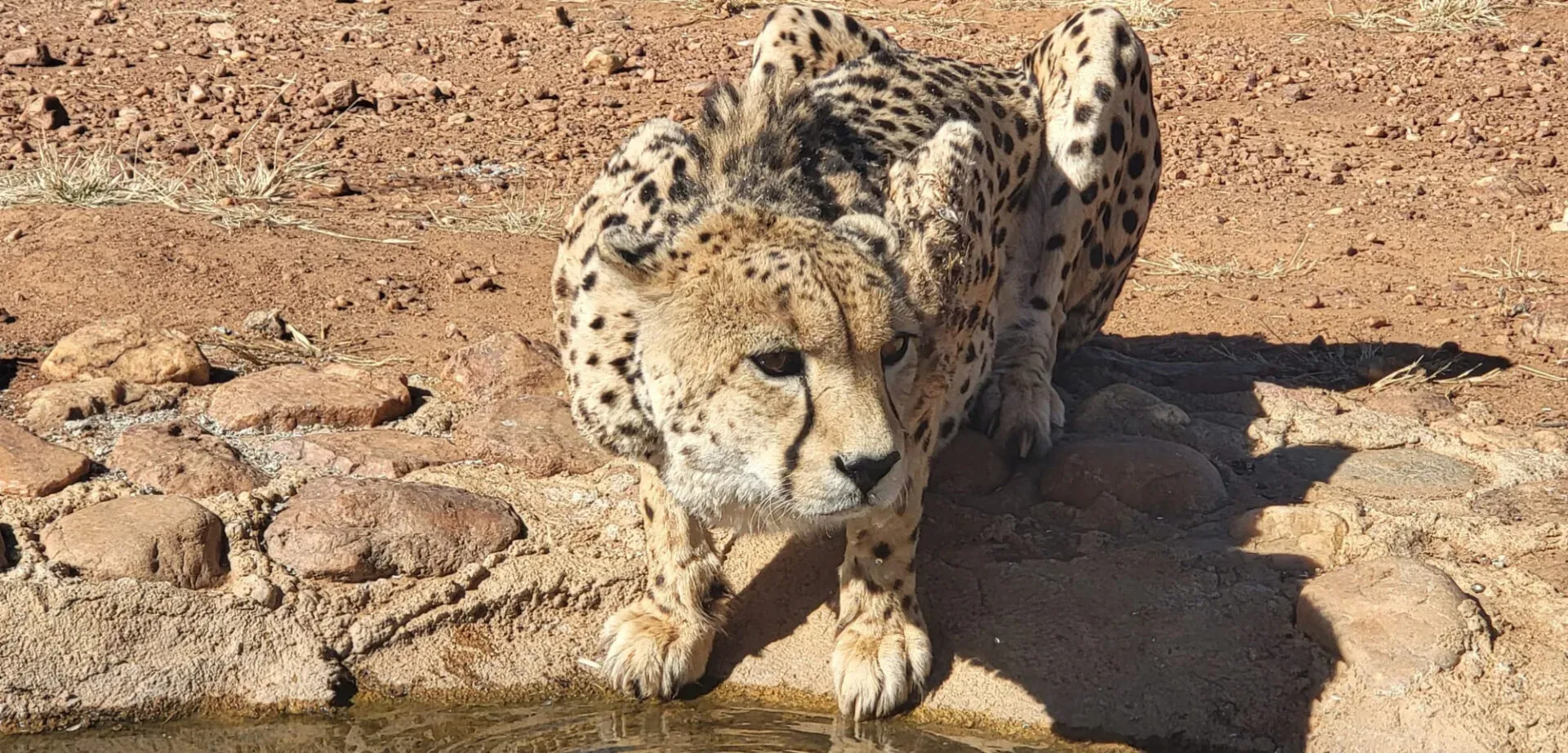 Mathieu en Afrique du Sud : son volontariat auprès des grands félins