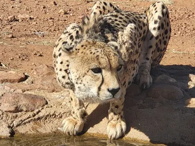Mathieu en Afrique du Sud : son volontariat auprès des grands félins