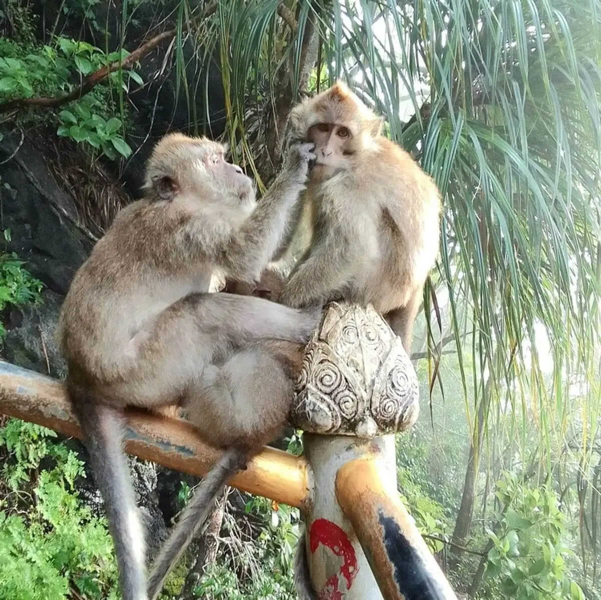 Protection des écosystèmes en Thaïlande