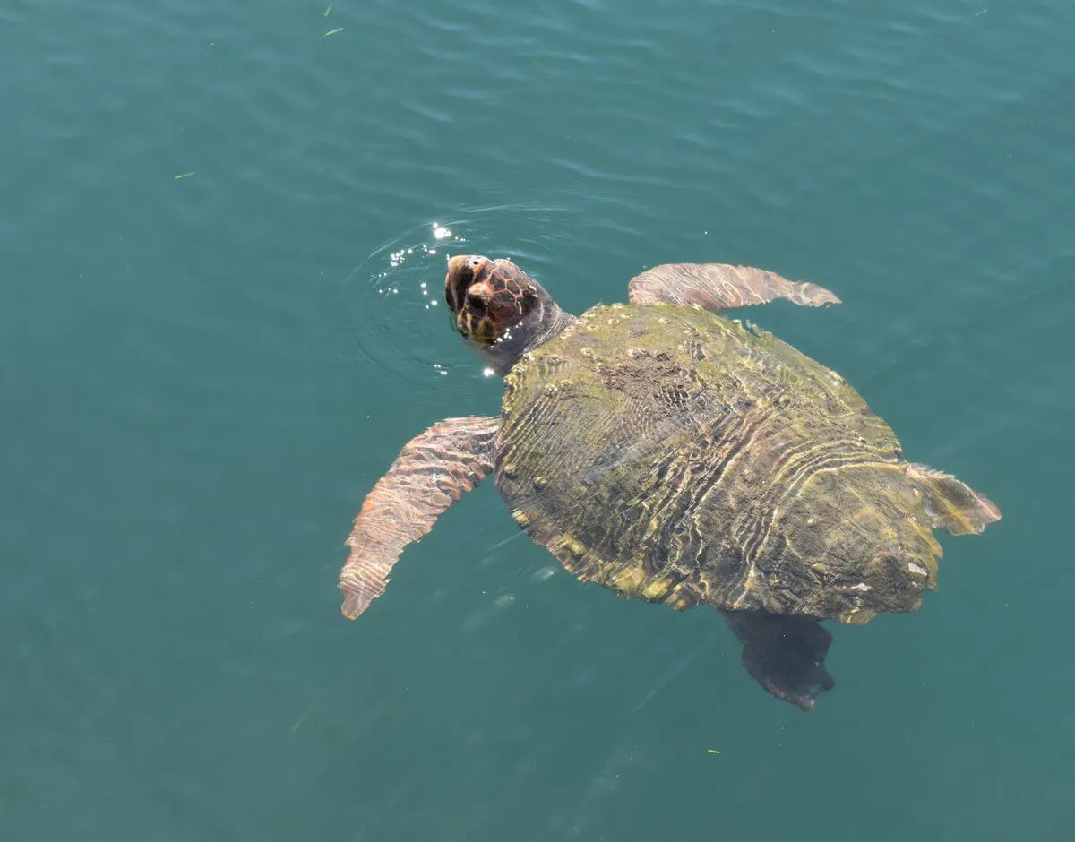 Protecting sea turtles in Greece, photo 7