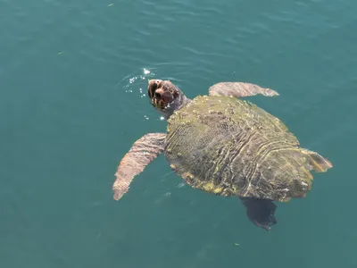 Protecting sea turtles in Greece, photo 7