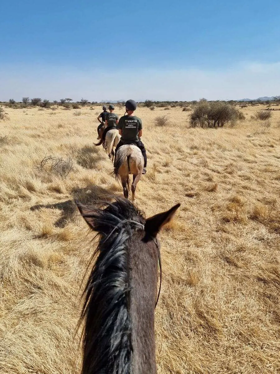 Volunteer with animals in Namibia, photo 7