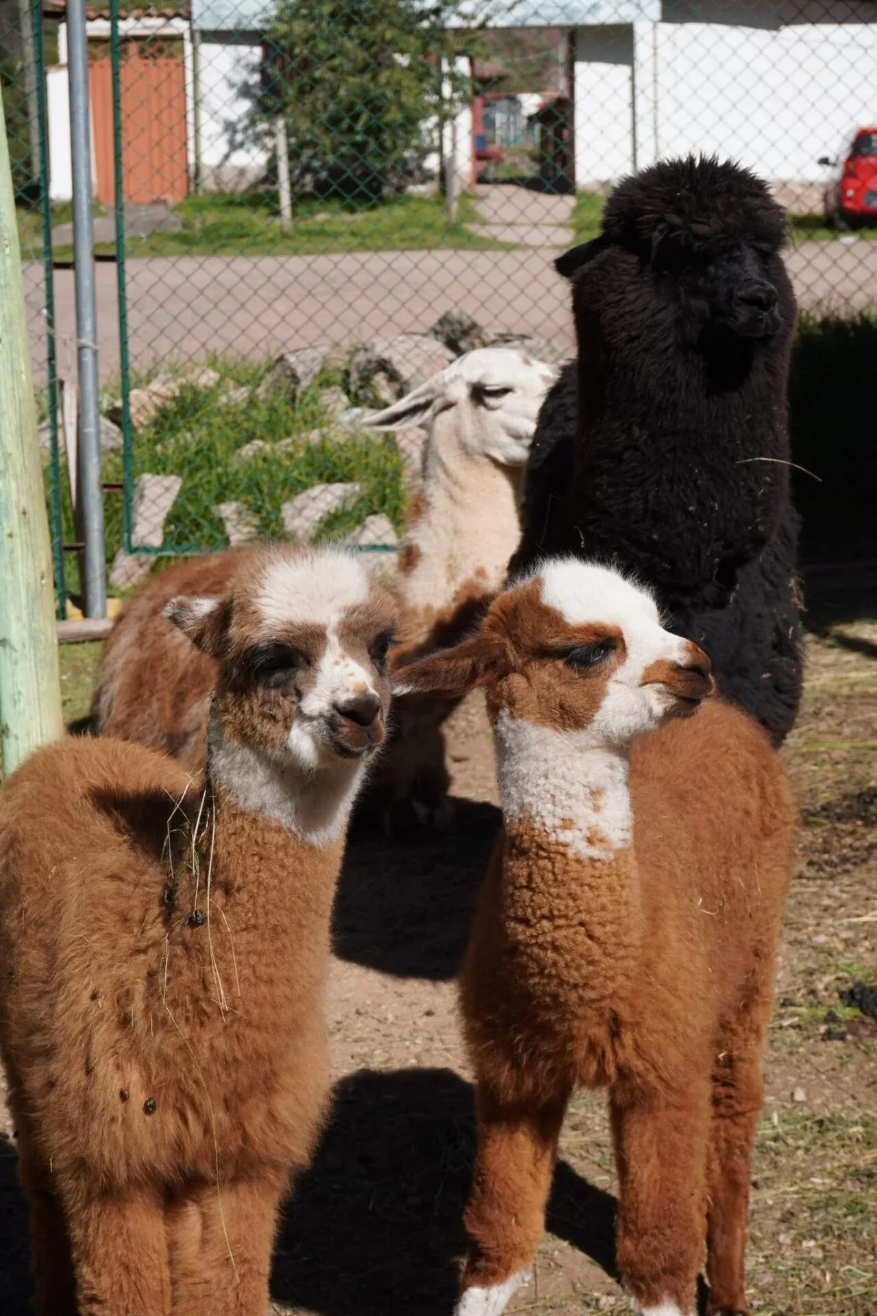 Volontariat animalier au Pérou, 3 projets à Cusco, photo 8