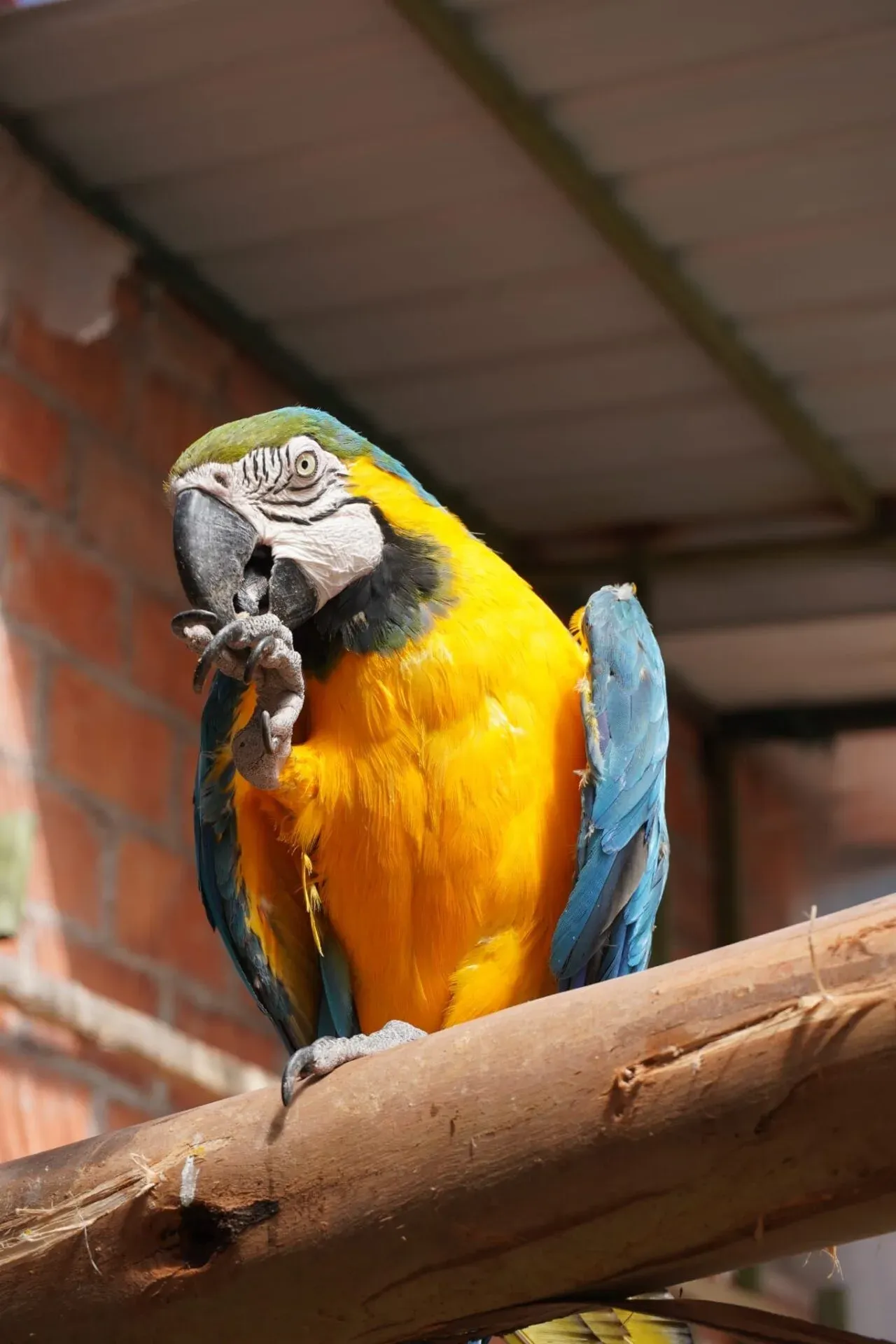 Volontariat animalier au Pérou, 3 projets à Cusco, photo 7
