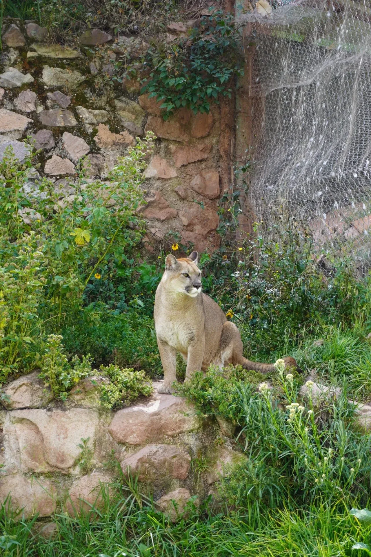 Volontariat animalier au Pérou, 3 projets à Cusco, photo 2