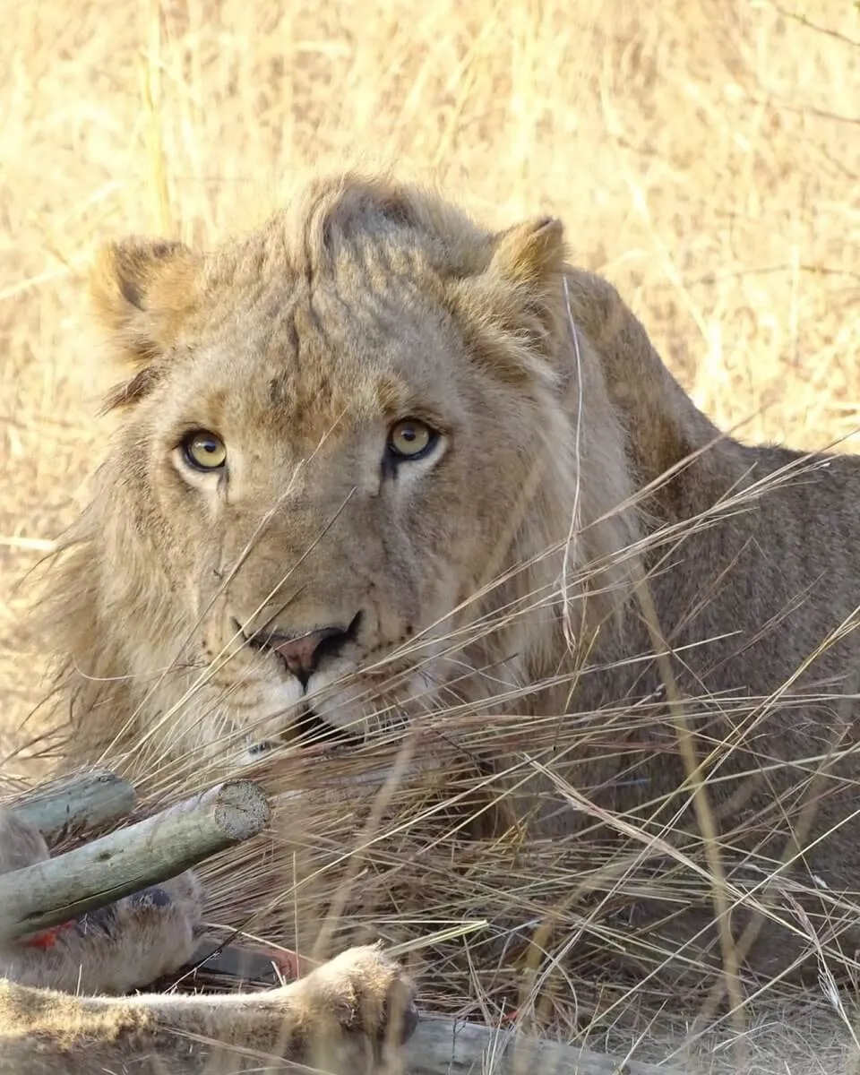 Wildlife Sanctuary near Johannesburg, South Africa
