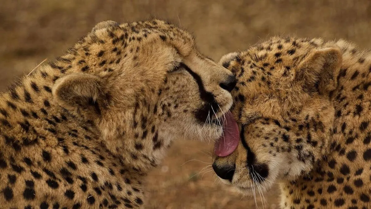 Protection des animaux sauvages en Afrique du Sud