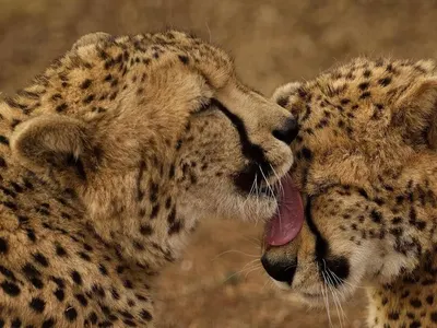 Protection des animaux sauvages en Afrique du Sud