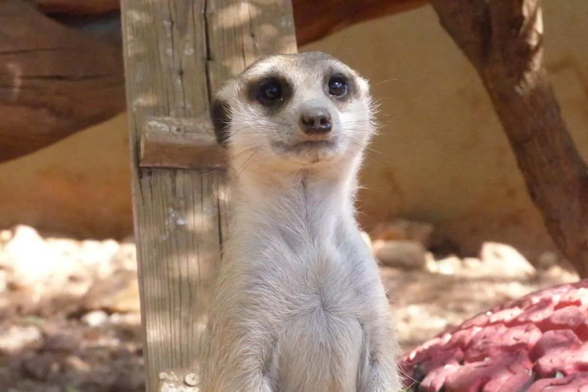 Volunteer with animals in Namibia, photo 4