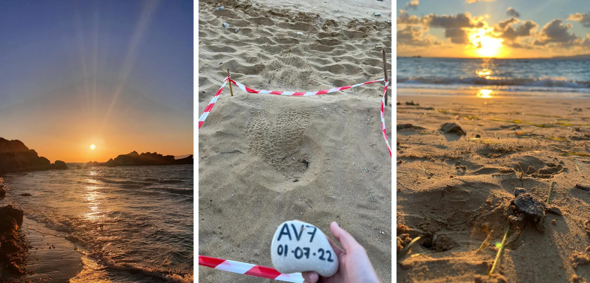 Animal humanitarian trip with sea turtles