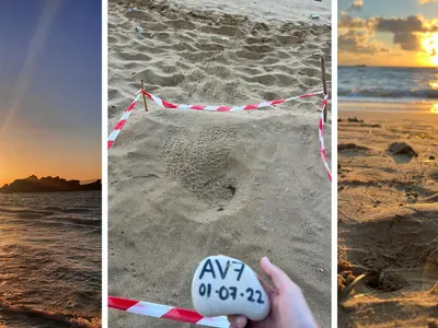 Animal humanitarian trip with sea turtles