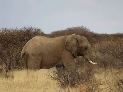 Elephant walking through dry bush in Africa