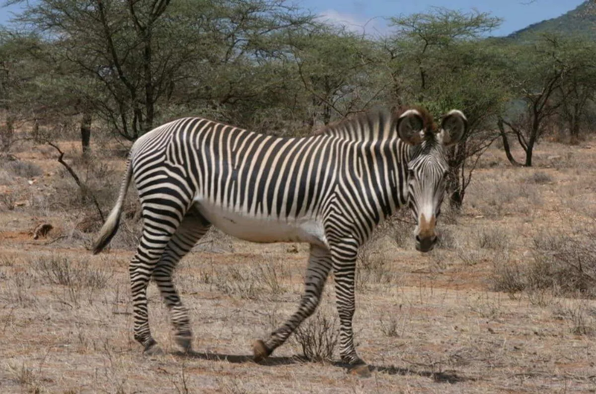 Ecovolunteering in Kenya, photo 6
