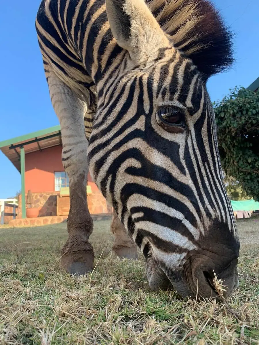 Wildlife Sanctuary near Johannesburg, South Africa, photo 6