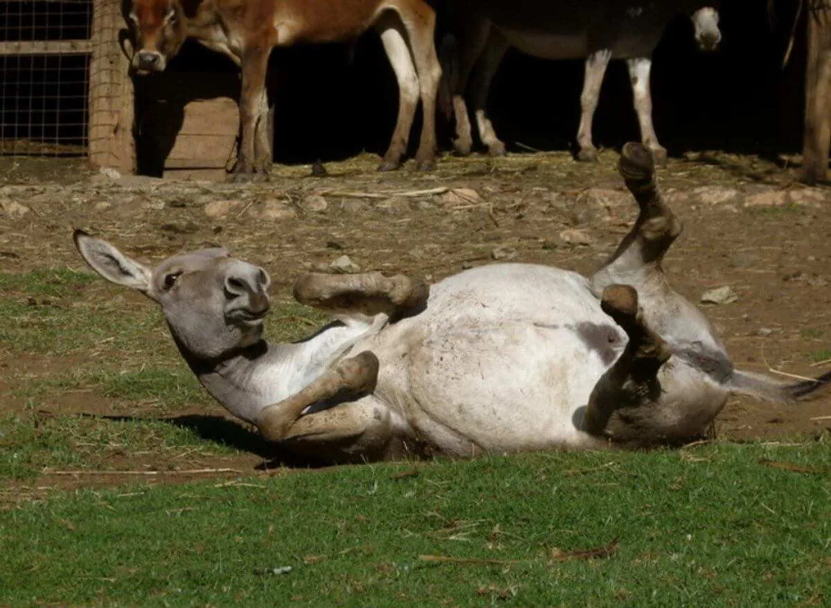 Ecovolunteering in Kenya, photo 3