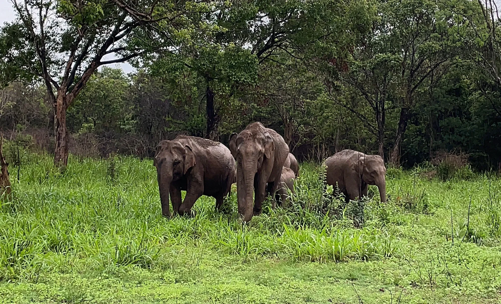 Une aventure inoubliable : Le récit captivant d’Amandine pour la sauvegarde des éléphants au Sri Lanka.