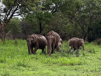 Une aventure inoubliable : Le récit captivant d’Amandine pour la sauvegarde des éléphants au Sri Lanka.