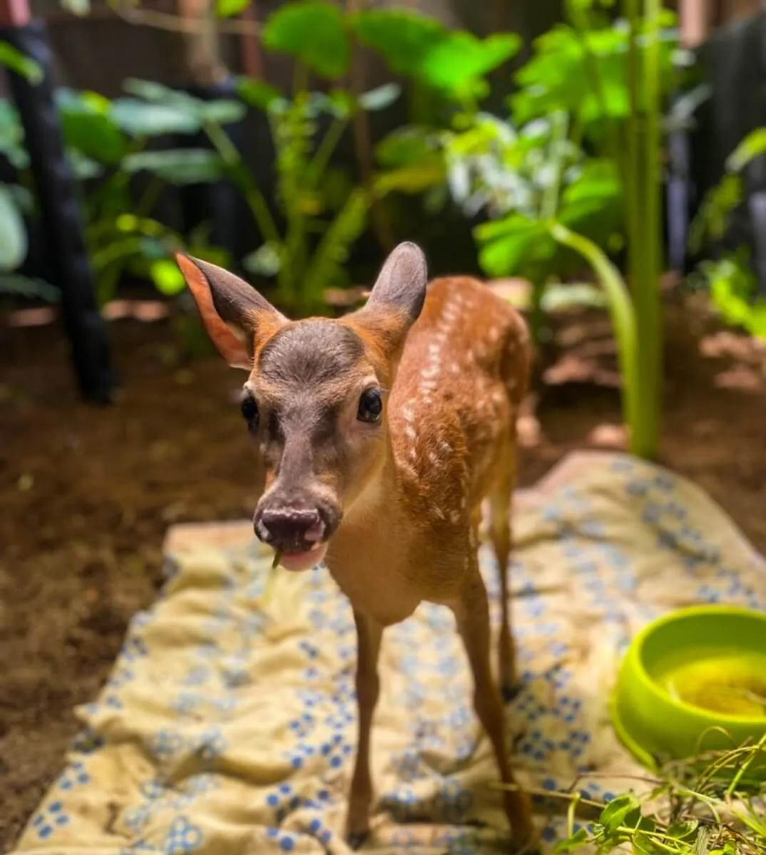 Animal rescue center in Costa Rica, photo 8