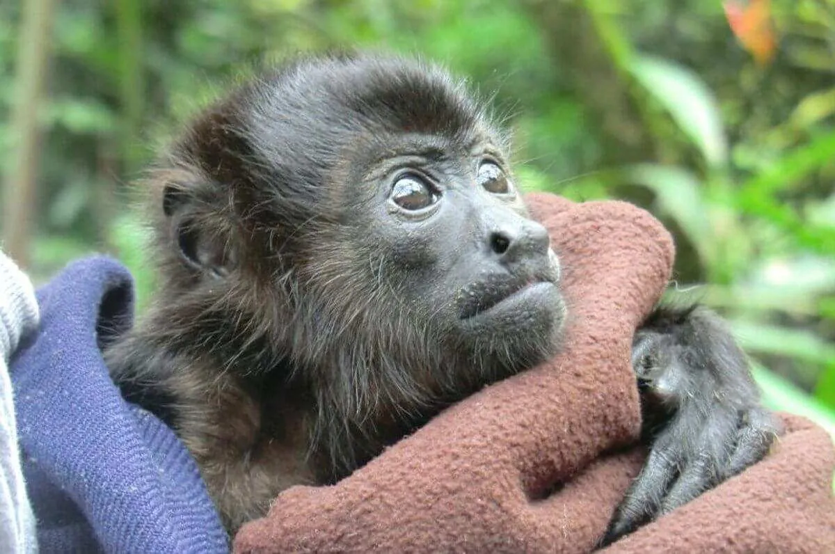 Animal Rescue Center