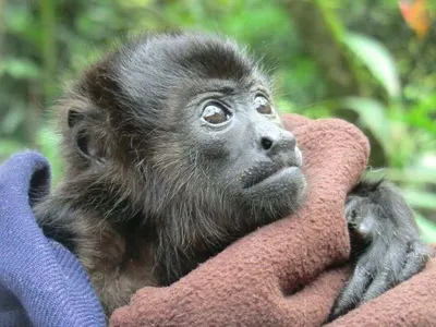 Animal rescue center in Costa Rica, photo 9
