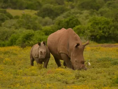 White rhino and its calf grazing in the African bush