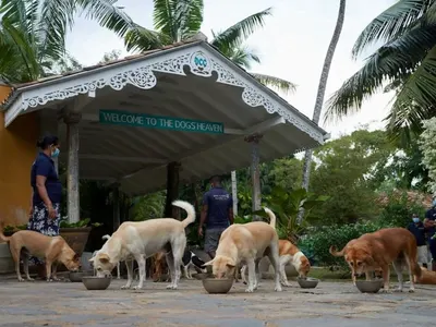 Flavie s’est engagée au Sri Lanka dans le refuge pour les chiens, elle raconte