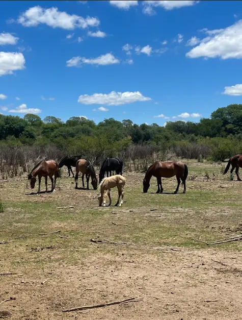 Care in a horse sanctuary in Argentina