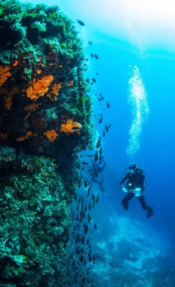 Marine conservation in Greece, photo 2