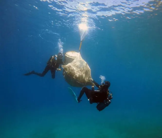 Marine conservation in Greece, photo 11