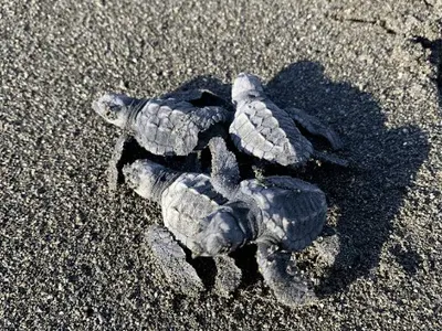 Sea turtles conservation in Costa Rica, photo 9