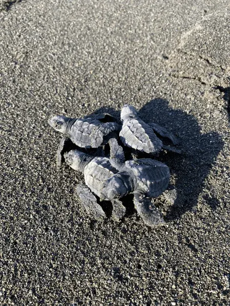 Sea turtles conservation in Costa Rica, photo 9