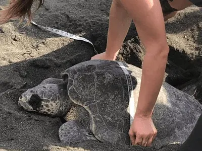 Sea turtles conservation in Costa Rica, photo 8