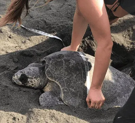 Sea turtles conservation in Costa Rica, photo 8