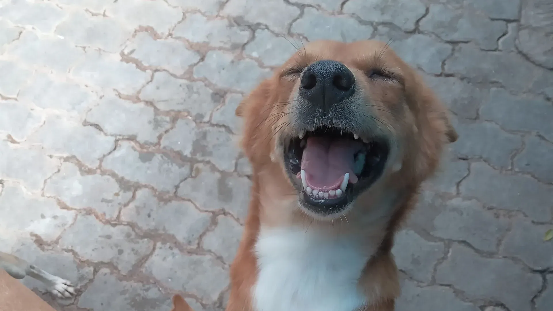 Dog shelter in Sri Lanka