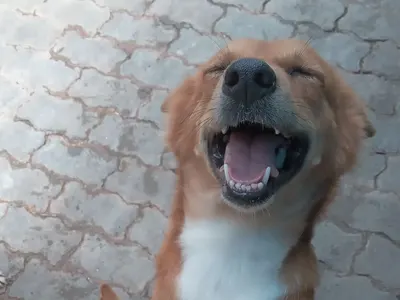 Dog shelter in Sri Lanka