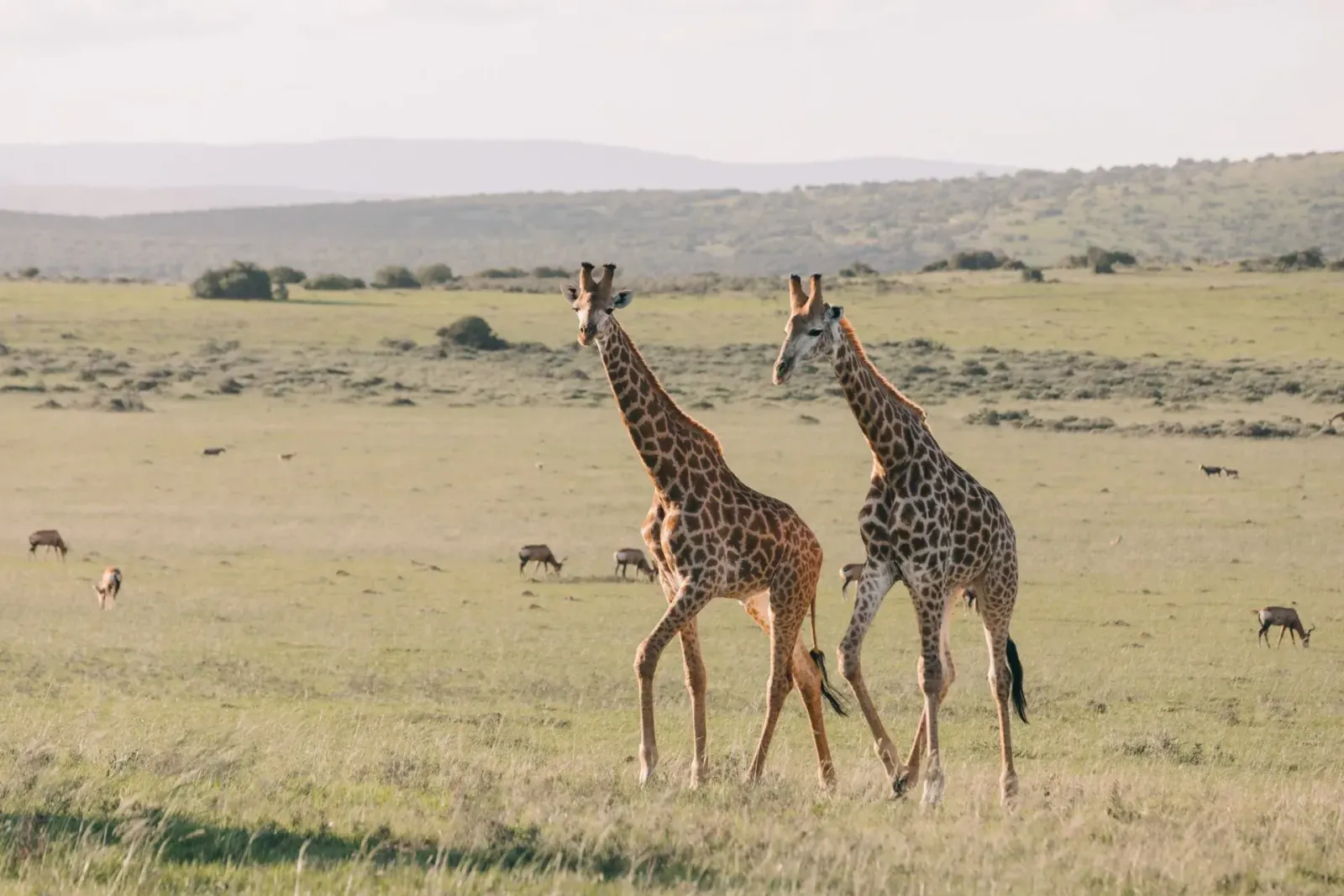 Summer camp : projet éducatif et protection des girafes au Kenya, photo 6