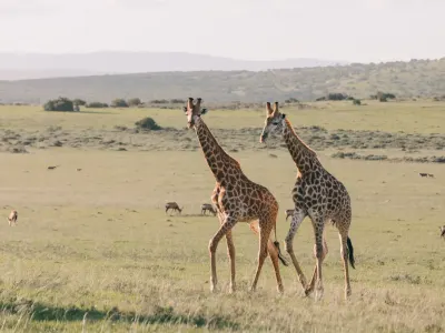 Summer camp: educational project and giraffe conservation in Kenya, photo 6