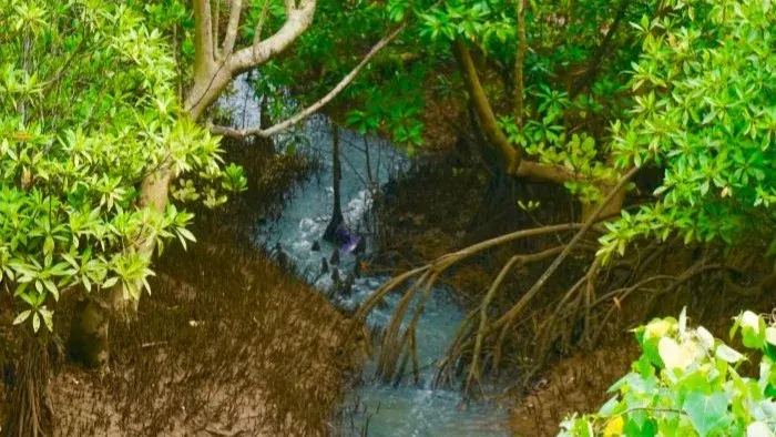 Mangrove conservation in Madagascar, photo 2