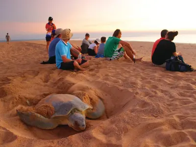 Group watching a sea turtle nesting on a beach at sunset near Darwin, Australia