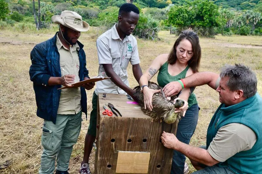 Volontariat animalier au Malawi