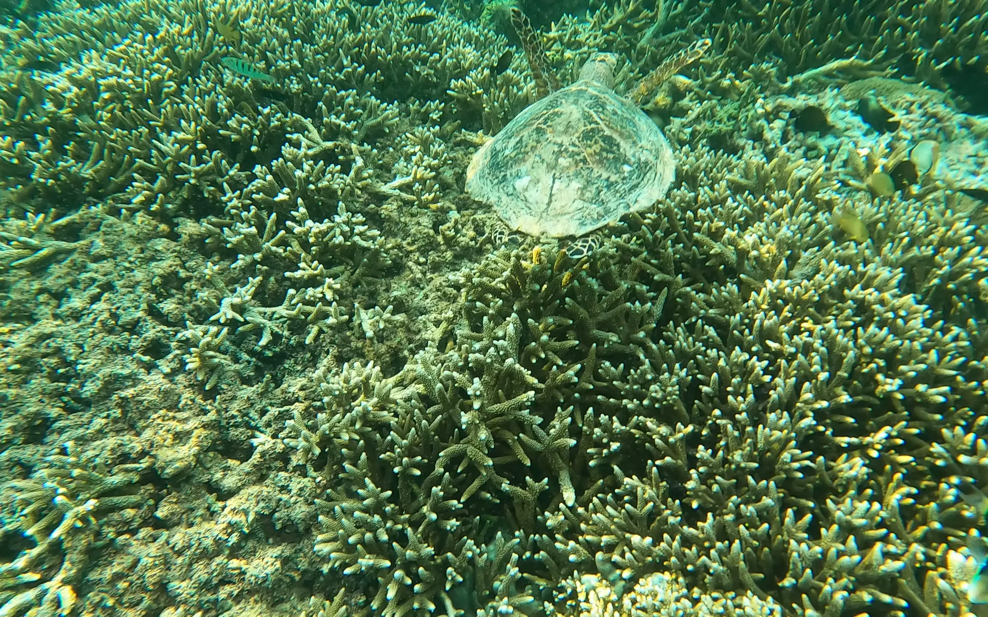 The protection of sea turtles