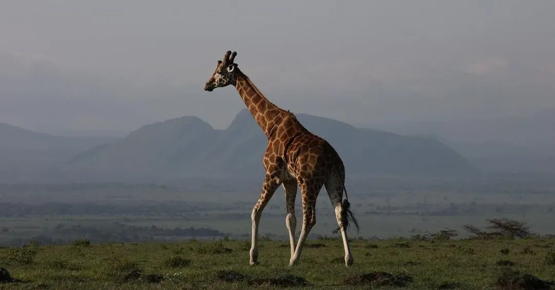 Summer camp : projet éducatif et protection des girafes au Kenya, photo 10