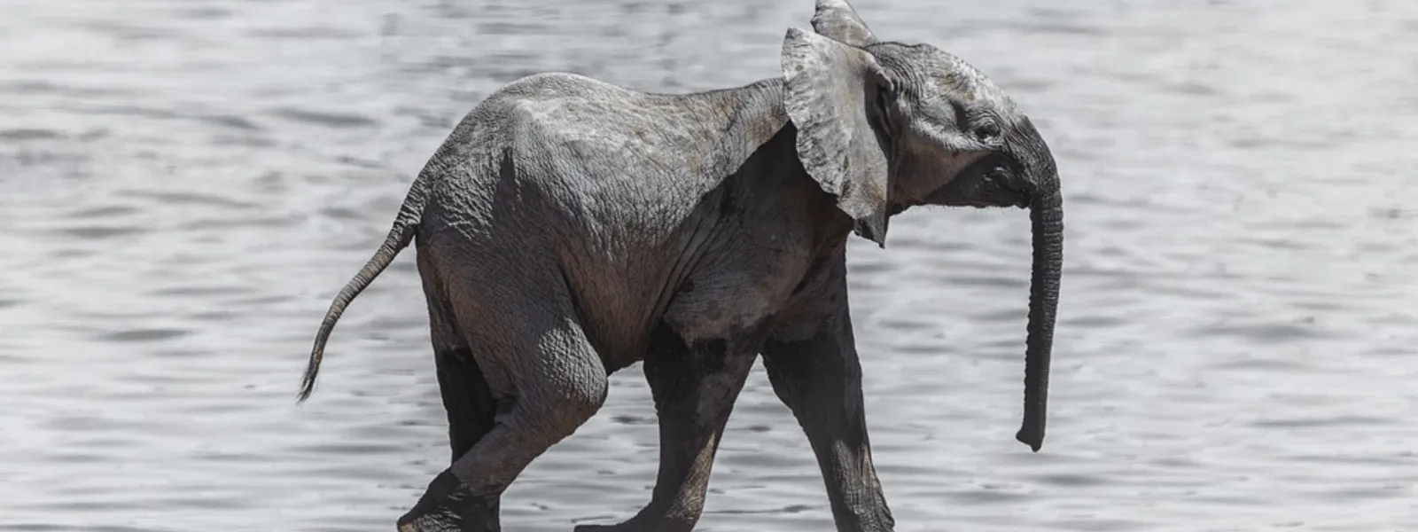 Wildlife conservation in Malawi