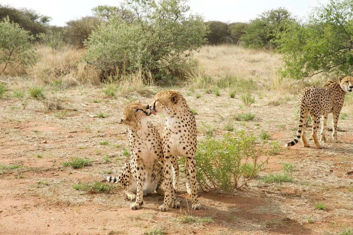 Volunteer with animals in Namibia, photo 2