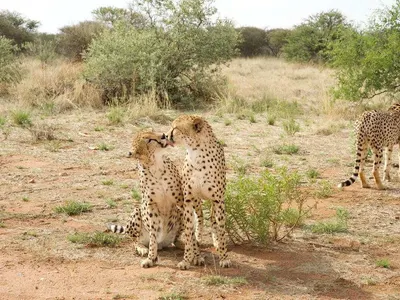 Volunteer with animals in Namibia, photo 2