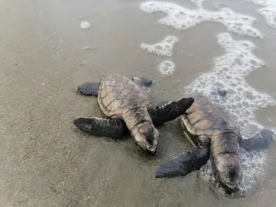 Volontariat avec les Tortues en Équateur : Christophe partage son expérience