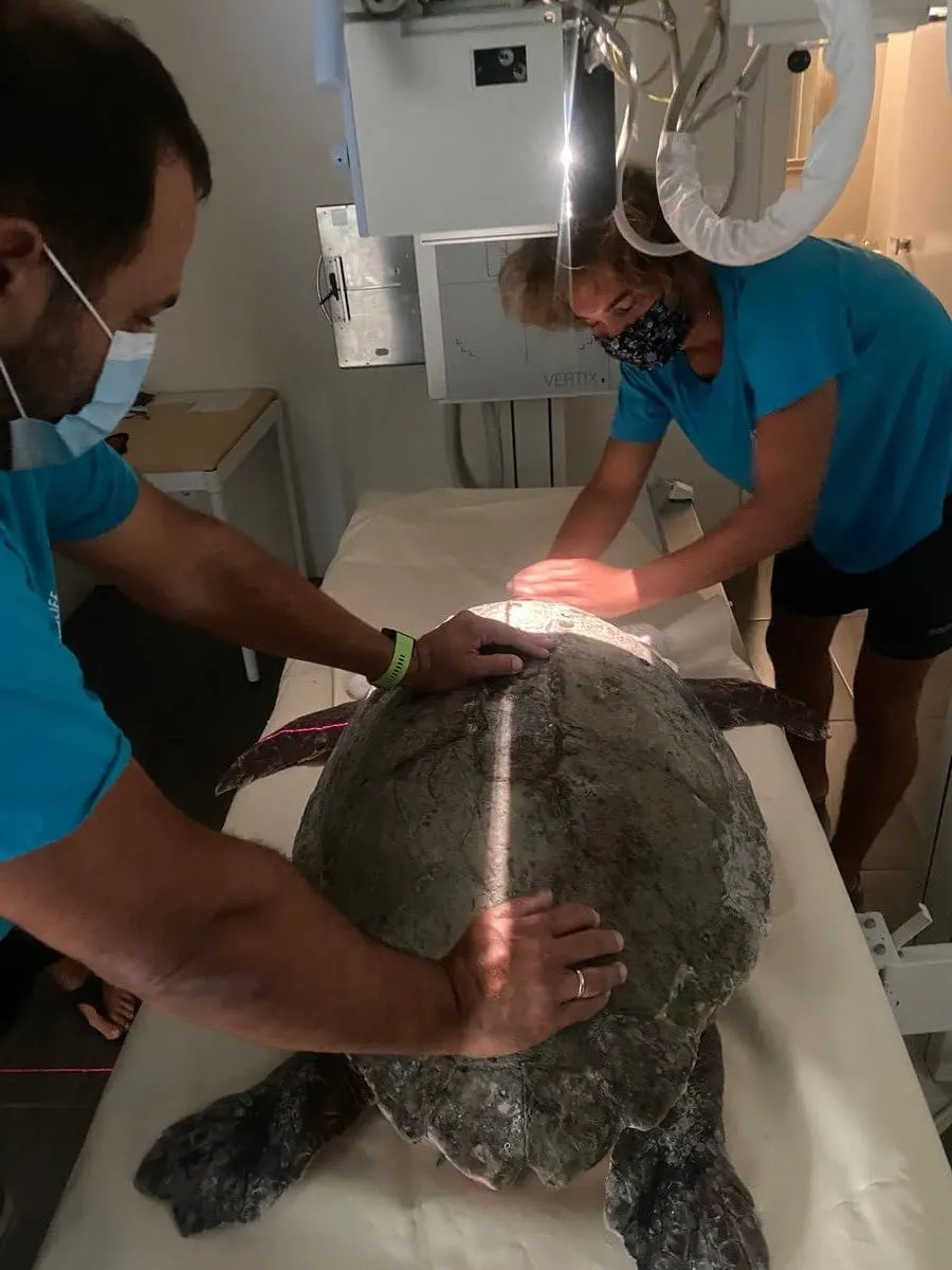 Protecting sea turtles in Greece, photo 6
