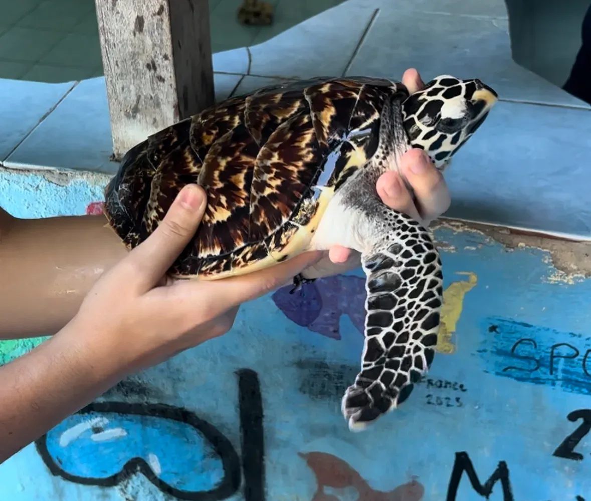 Alyssia s’est engagée 2 mois pour la protection des tortues marines à Bali