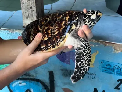 Alyssia s’est engagée 2 mois pour la protection des tortues marines à Bali