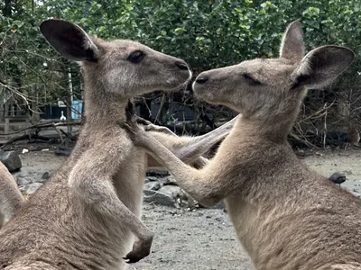 endangered species protection Australia